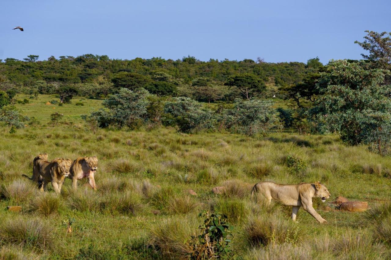 Elephants Crossing Welgevonden Game Reserve ภายนอก รูปภาพ