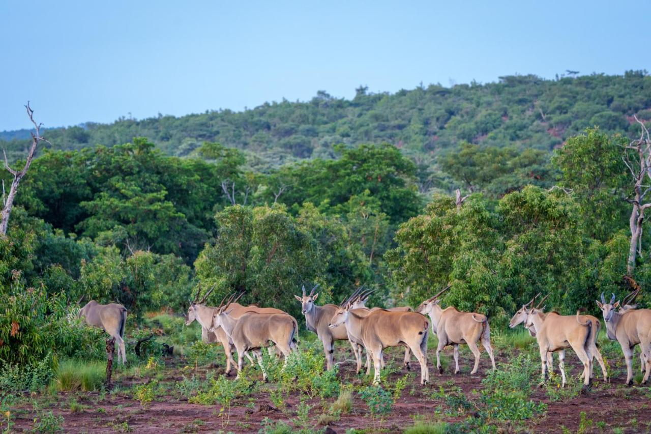 Elephants Crossing Welgevonden Game Reserve ภายนอก รูปภาพ