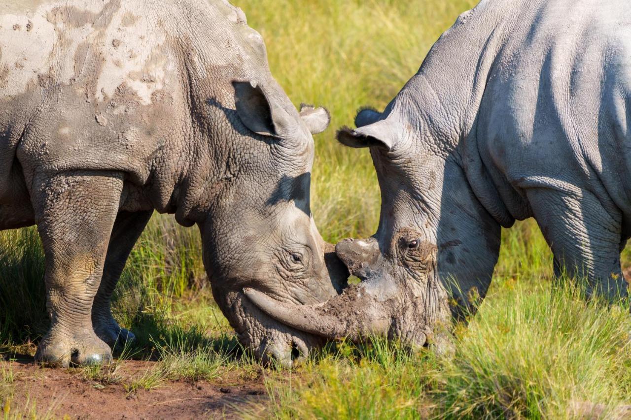 Elephants Crossing Welgevonden Game Reserve ภายนอก รูปภาพ